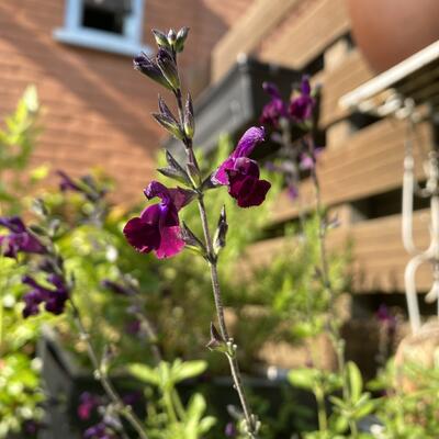 Salvia 'Nachtvlinder' - Salvia 'Nachtvlinder'