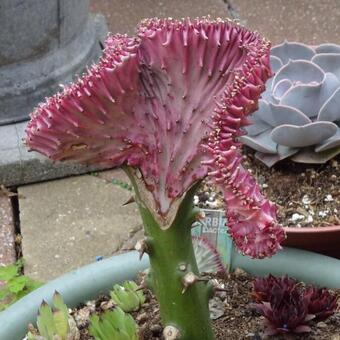 Euphorbia lactea 'Cristata'