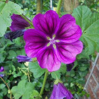 Malva sylvestris