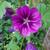 Malva sylvestris