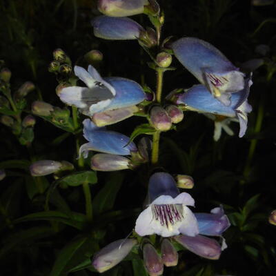 Penstemon 'Sour Grapes' - Penstemon 'Sour Grapes'