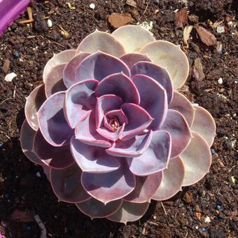 Echeveria 'Purple Pearl'