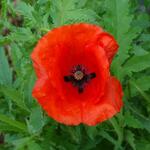 Papaver glaucum - 