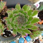 Sempervivum 'Frothy Coffee' - 