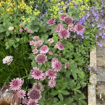 Astrantia major 'Roma'