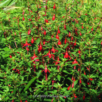 Fuchsia 'David'