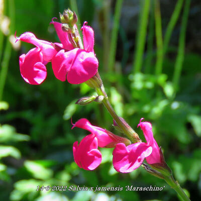 Salvia x jamensis 'Maraschino' - 