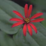 Zinnia peruviana - 