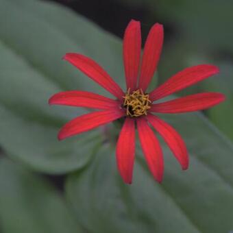 Zinnia peruviana