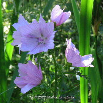 Malva moschata