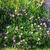 Erigeron 'Four Winds'