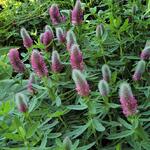 Trifolium rubens 'Mini Mouse' - 