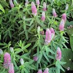 Trifolium rubens 'Mini Mouse' - 