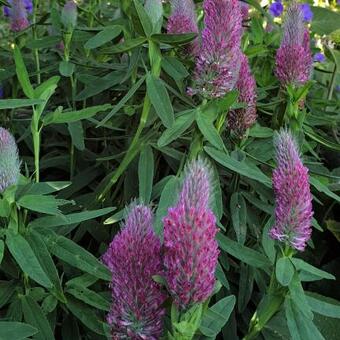 Trifolium rubens 'Mini Mouse'