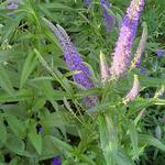 Veronica longifolia 'Blue John' - 