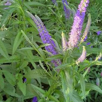 Veronica longifolia 'Blue John'