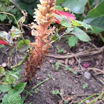 Orobanche hederae