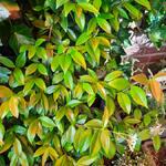 Trachelospermum jasminoides 'Star of Venice' - 