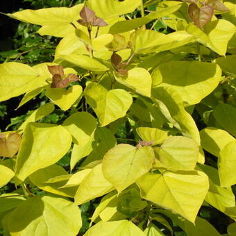 Salvia cyanescens