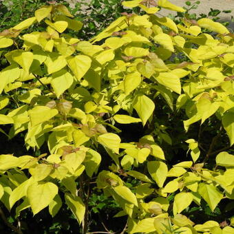 Catalpa bignonioides 'Aurea'