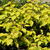 Catalpa bignonioides 'Aurea'