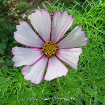 Cosmos bipinnatus 'Picotée'