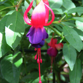 Fuchsia 'Army Nurse'