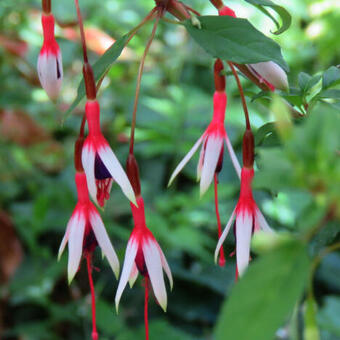 Fuchsia magellanica var. arauco