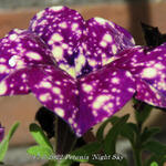 Petunia 'Night Sky' - 