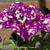 Petunia 'Night Sky'