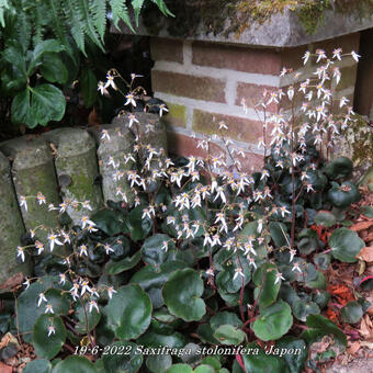 Saxifraga stolonifera 'Japon'