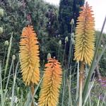 Kniphofia 'Bees' Sunset' - 