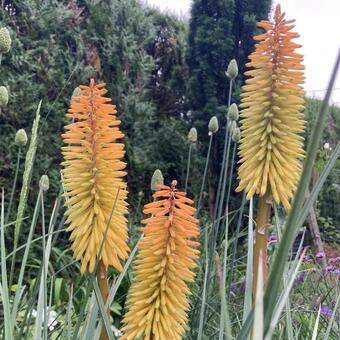 Kniphofia 'Bees' Sunset'