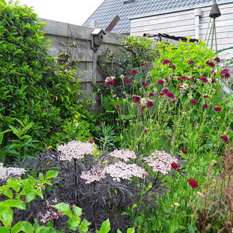 Sambucus nigra 'Black Lace'