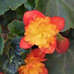 Begonia 'RiseUp Harlequin' - 