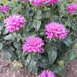 Monarda 'Baby Spice' - 