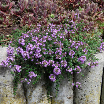 Thymus praecox