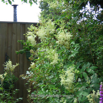 Filipendula ulmaria