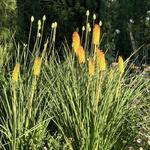 Kniphofia 'Bees' Sunset' - 