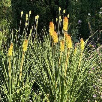 Kniphofia 'Bees' Sunset'