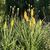 Kniphofia 'Bees' Sunset'