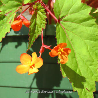 Begonia sutherlandii