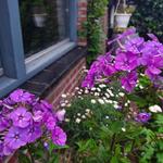 Phlox paniculata 'SWEET SUMMER Ocean' - 