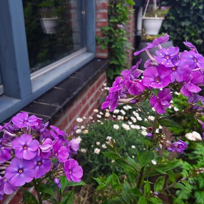 Phlox paniculata 'SWEET SUMMER Ocean' - 