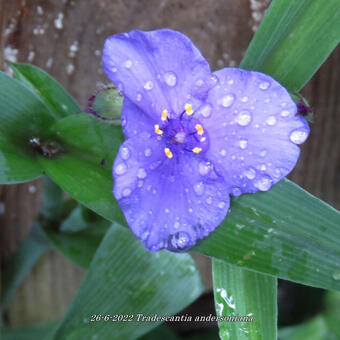 Tradescantia andersoniana