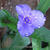 Tradescantia andersoniana