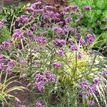 Verbena bonariensis 'Manon' - 