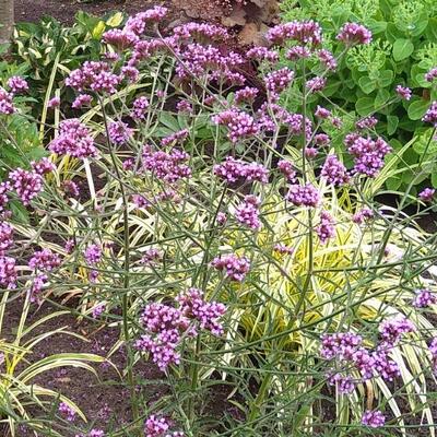 Verbena bonariensis 'Manon' - 