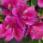 Alstroemeria 'Lilly' - 