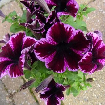 Petunia 'Cosmic Pink'